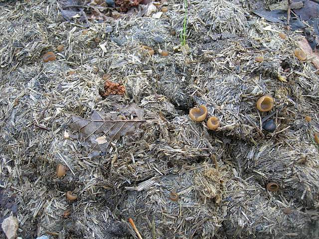 Alla ricerca della spugnola acuminata